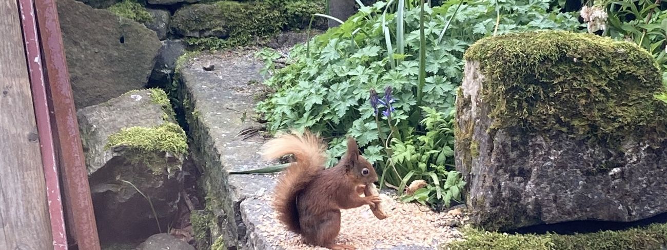 Red squirrel in Garsdale