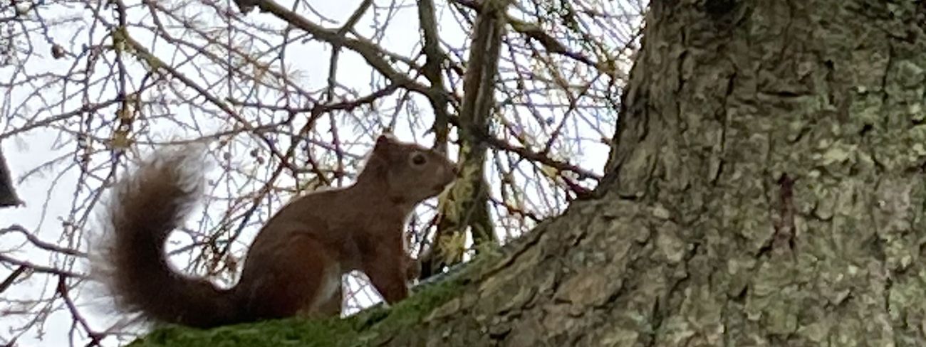 Red squirrel in Garsdale woodland