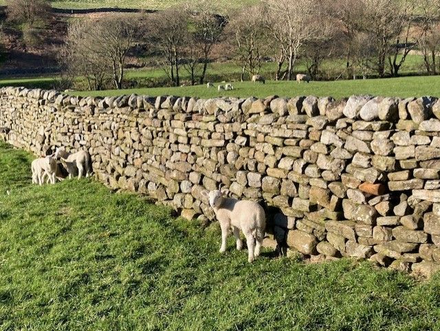 Swaledale sheep beside a dry stone wall in Garsdale