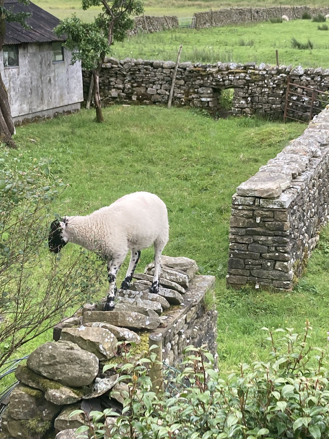Lamb by a dry stone wall in Garsdale