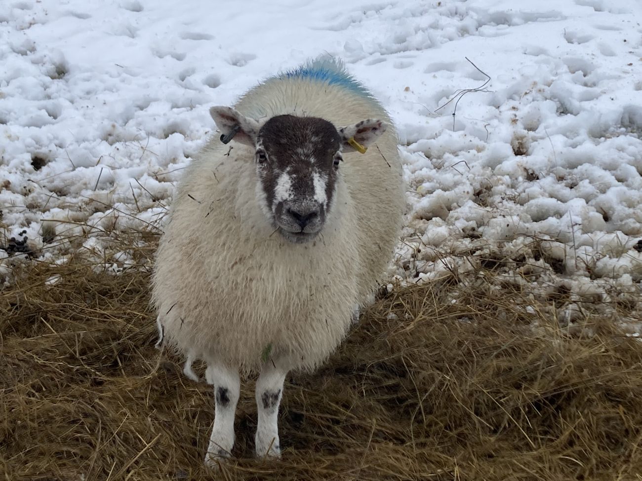 Swaledale sheep in snowy Garsdale