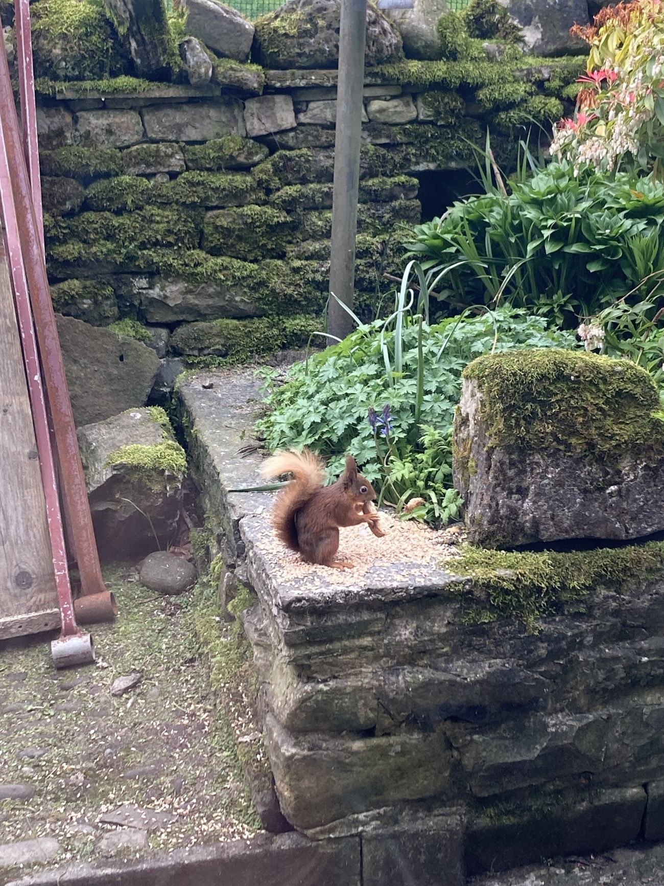 Red squirrel on a branch
